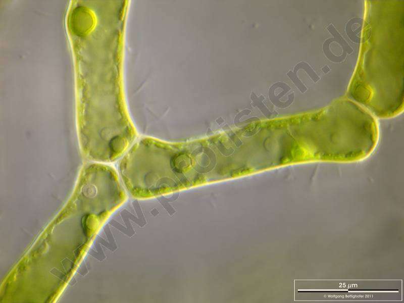 Image of Hydrodictyon reticulatum