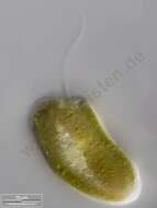 Image of Cryptomonas ovata