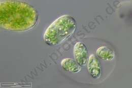 Image de Glaucocystales