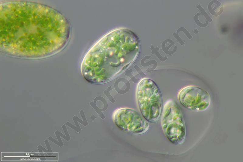 Image de Glaucocystales