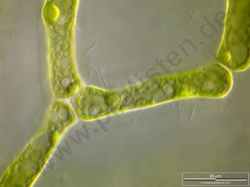 Image of Hydrodictyon reticulatum