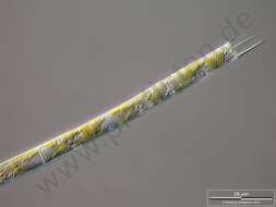 Image of Aulacoseiraceae