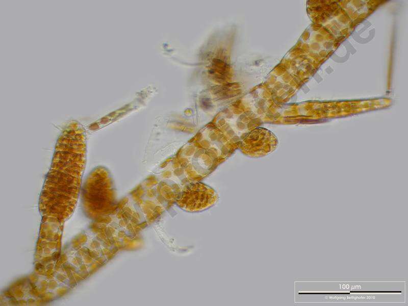 Image of Ectocarpus confervoides Harvey 1855