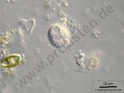 Image of Chlamydophryidae