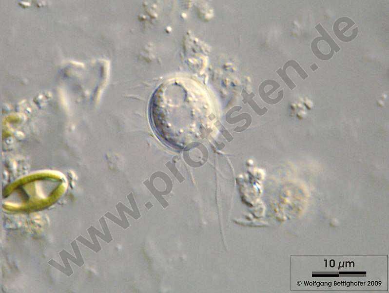 Image of Chlamydophryidae