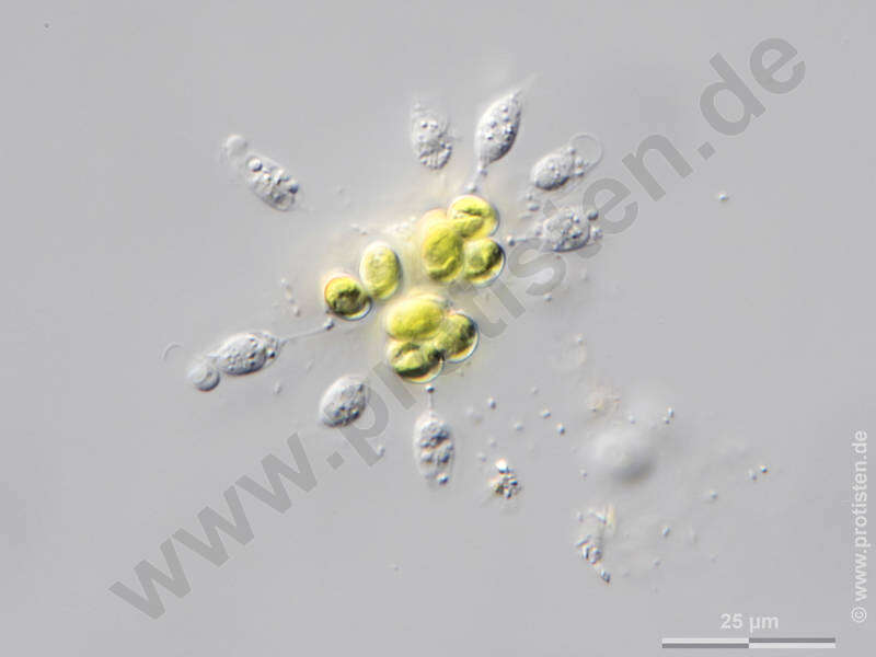 Image de Bicosoeca exilis Penard