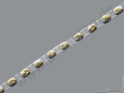 Image of Skeletonemataceae