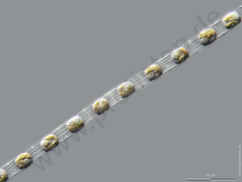 Image of Skeletonemataceae