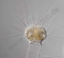Image of Ephelota gemmipara