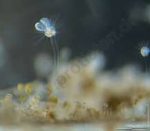 Image of Ephelota gemmipara