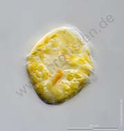 Image of Glenodinium Ehrenberg 1836