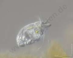Image of Tectofilosida