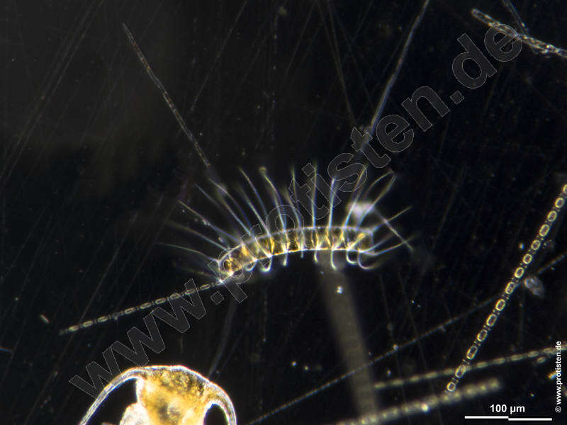 Image of Chaetoceros curvisetus