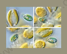 Image of Chroomonadaceae