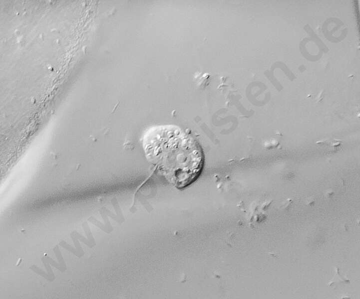 Image de Ciliophrys