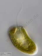 Image of Cryptomonas ovata