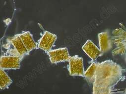 Image of Rhabdonematales