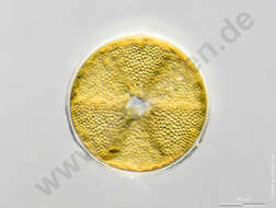 Image of Heliopeltaceae