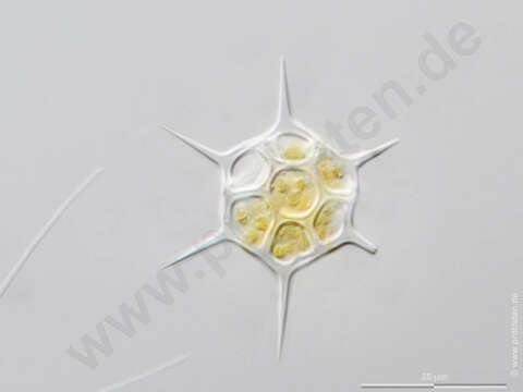 Image de Dictyocha speculum