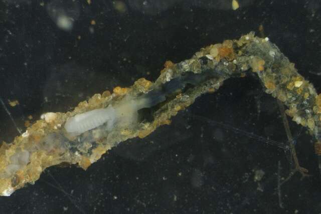 Image of Phyllochaetopterus Grube 1863