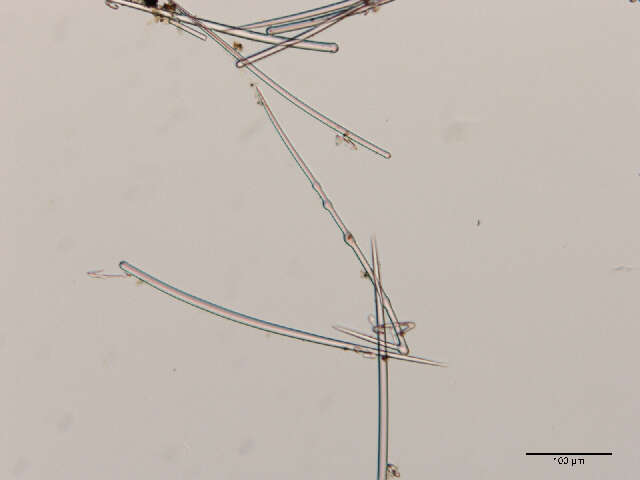 Image of Acarnidae Dendy 1922