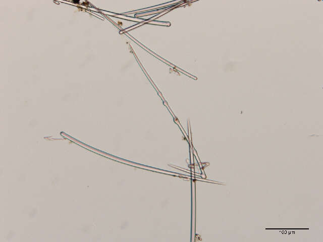 Image de Acarnidae Dendy 1922