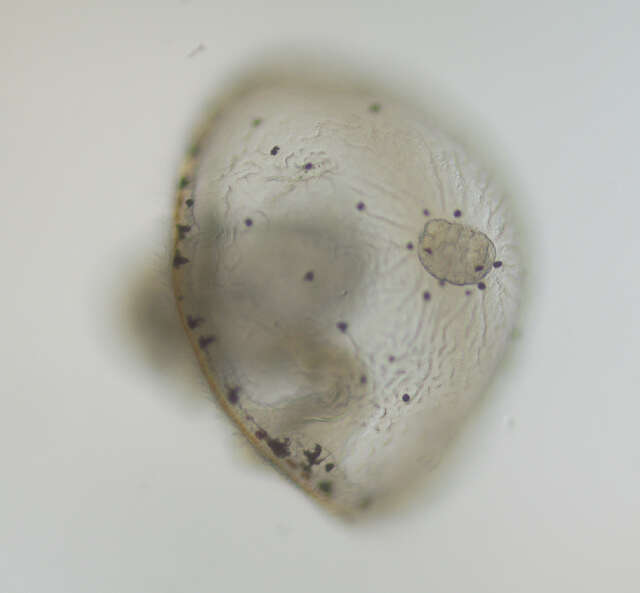 Image of Protodriliformia