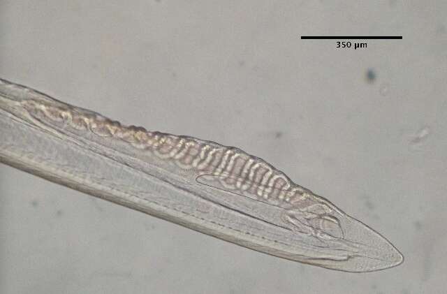 Imagem de Branchiostomatidae