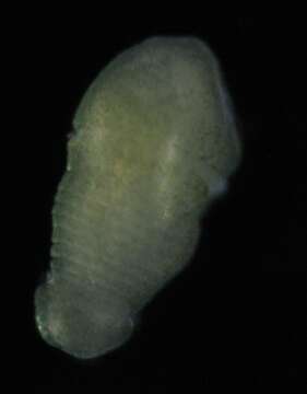 Image of Echiuroidea