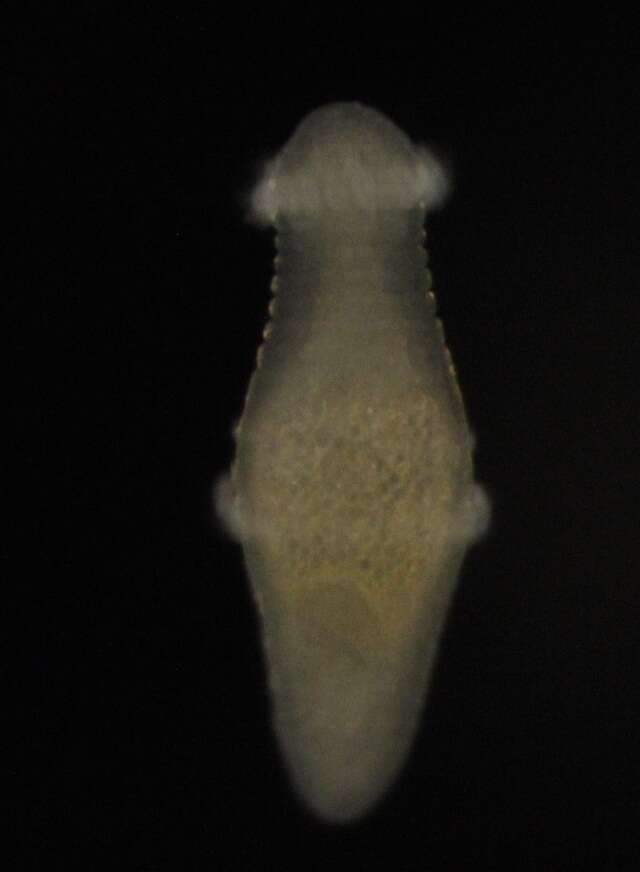 Image of Echiuroidea