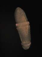 Image of Echiuroidea