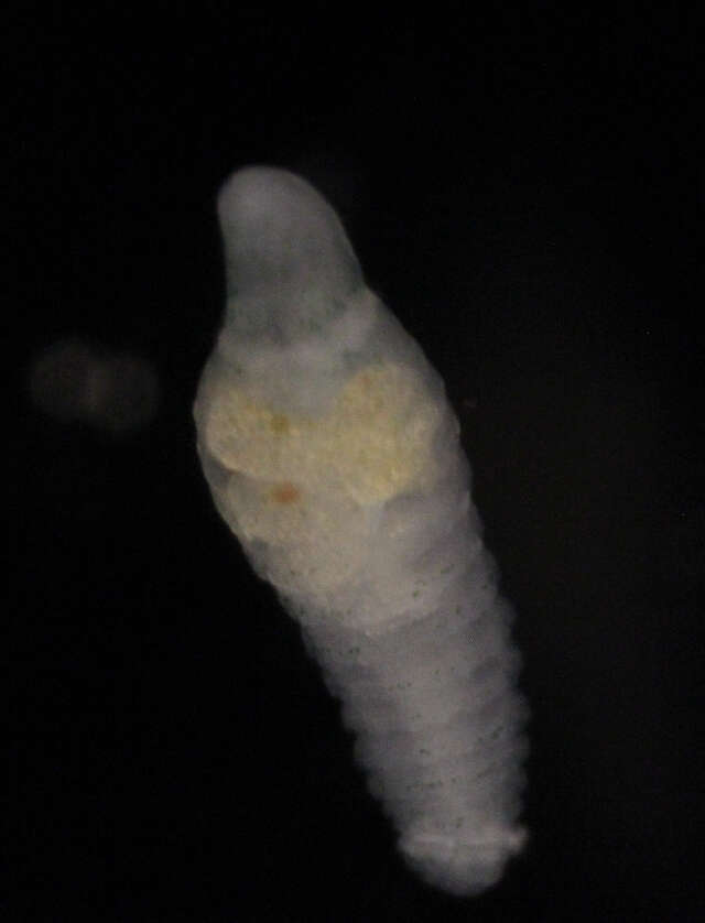 Image of Echiuroidea