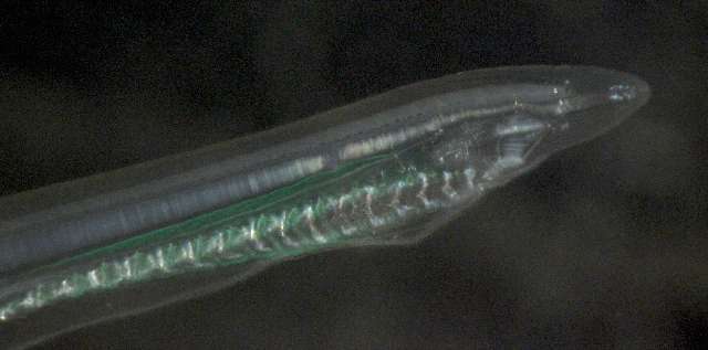 Image of Amphioxiformes