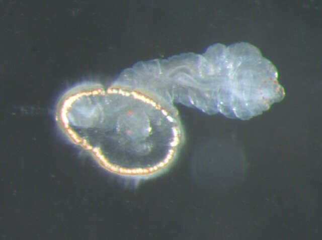 Image of Protodriliformia