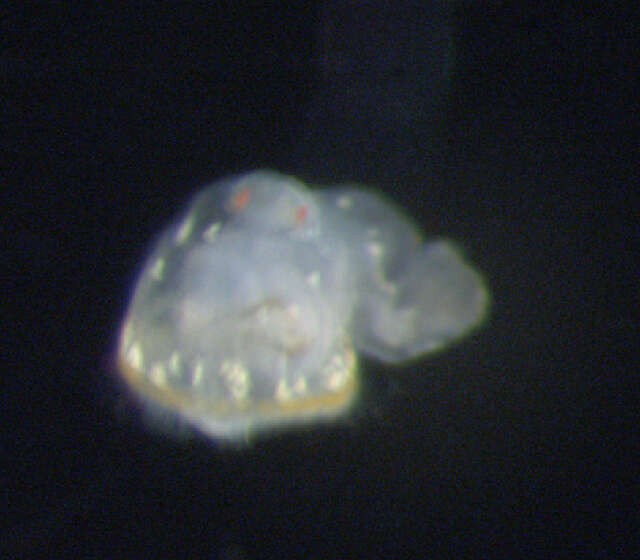 Image of Protodriliformia