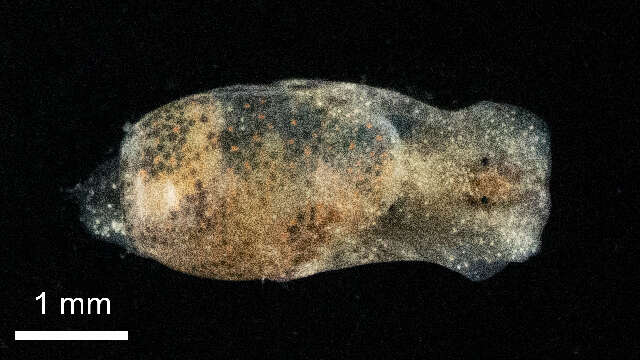 Image of Haminoea Turton & Kingston