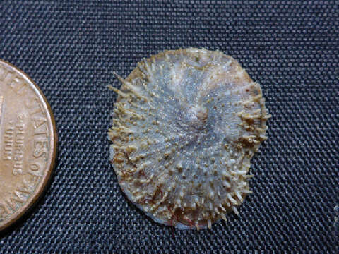 Image of cup-and-saucer snails