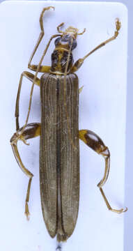 Image of Oedemerini