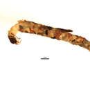Image of Ecclisomyia