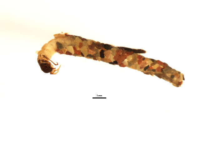 Image of Ecclisomyia
