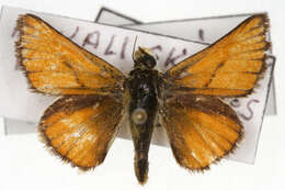 صورة Pseudocopaeodes