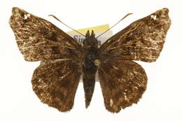 Image of Noctuana