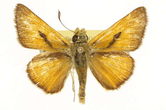 Image of Hesperioidea