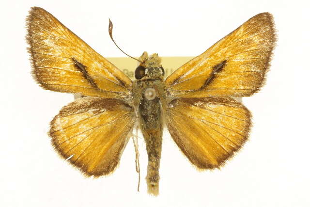 Image de Hesperioidea