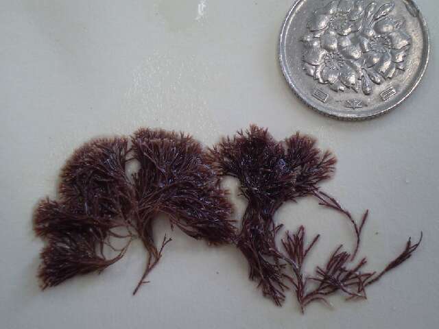 Image of Red Coralline Algae