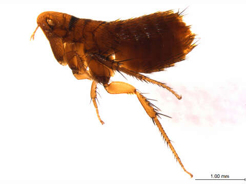 Image of Pygiopsylloidea