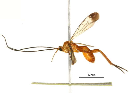 Image of Stantonia