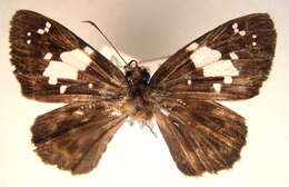 Image of <i>Celaenorrhinus mutavalii</i>
