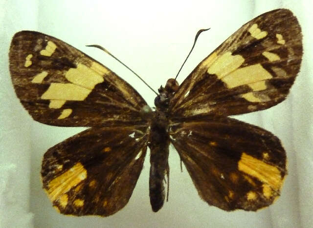 Image of <i>Apallaga fulgens</i>