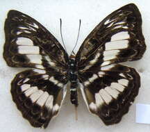 Image of Euptera